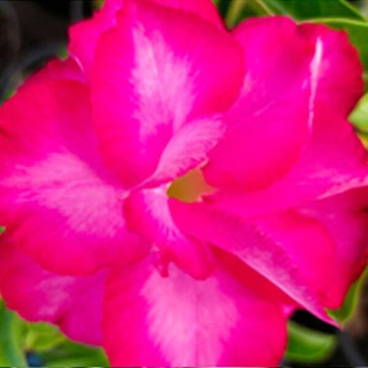 Adenium obesum PUNCH PINK