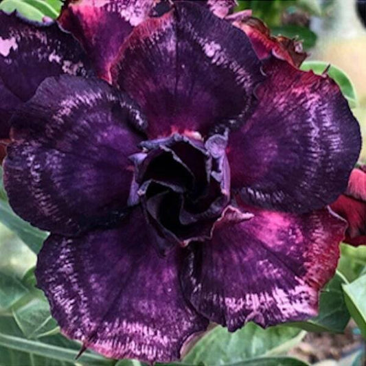 Adenium obesum INDIGO