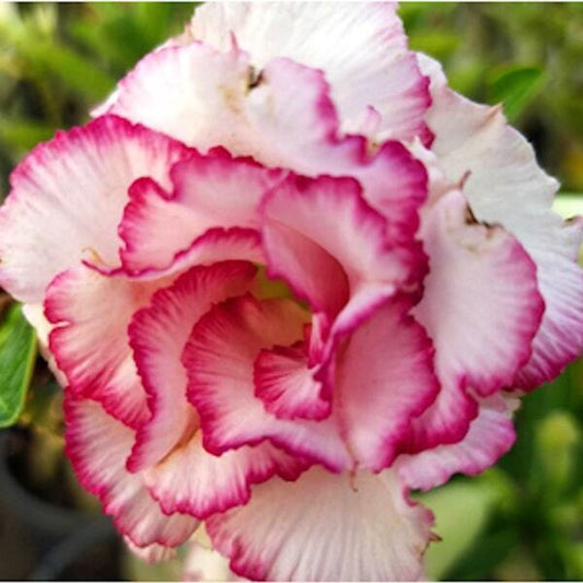 Adenium obesum LOVE AT FIRST SIGHT