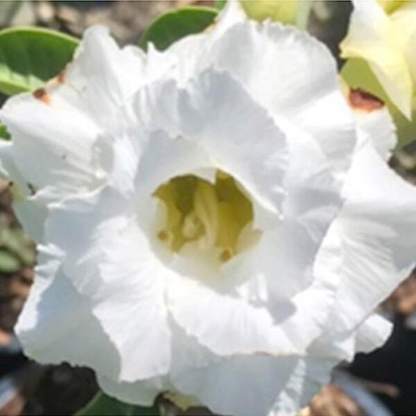 Adenium obesum JASMIN WHITE