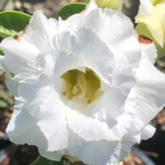Adenium obesum JASMIN WHITE