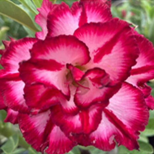 Adenium obesum SMOKY