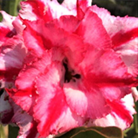 Adenium obesum TRIPPLE STAR