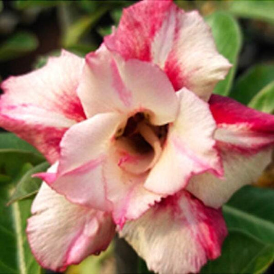 Adenium obesum MEI SEANG