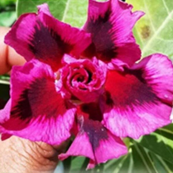 Adenium obesum PURPLE STAR