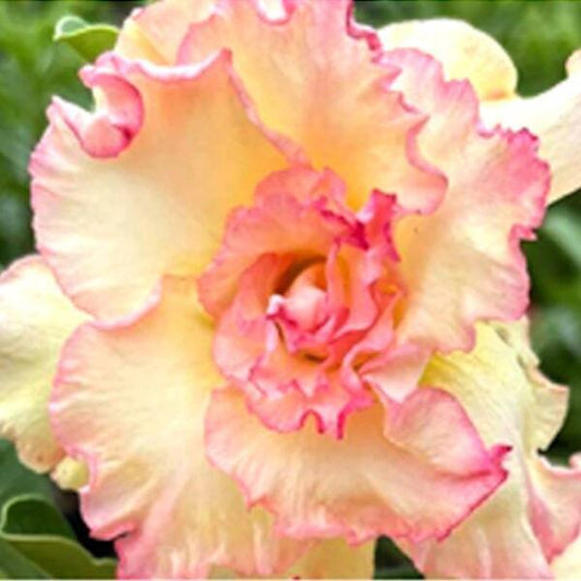 Adenium obesum BUA CHAT