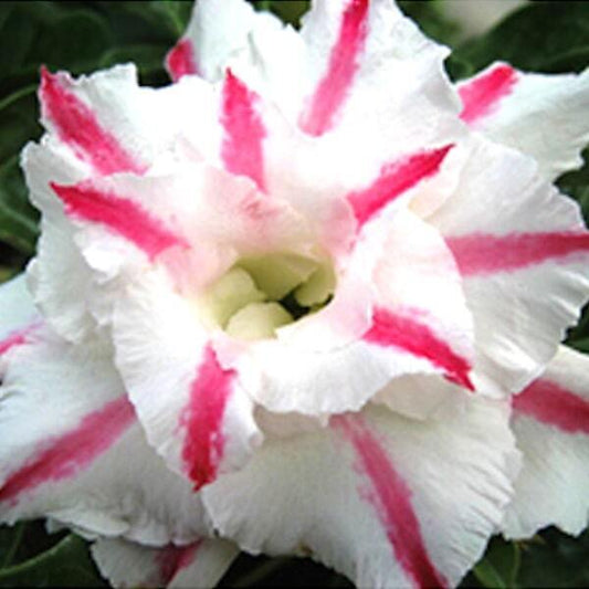 Adenium obesum WHITE RABBIT