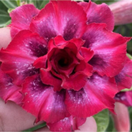 Adenium obesum MANEE NAT