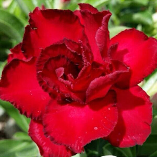 Adenium obesum SOMJAI RED