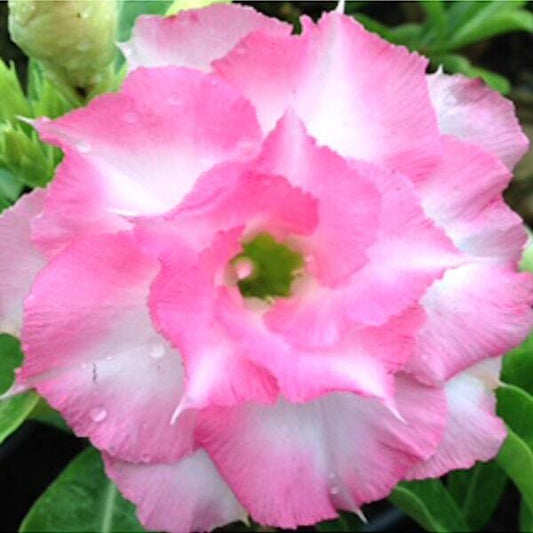 Adenium obesum NAM WAN