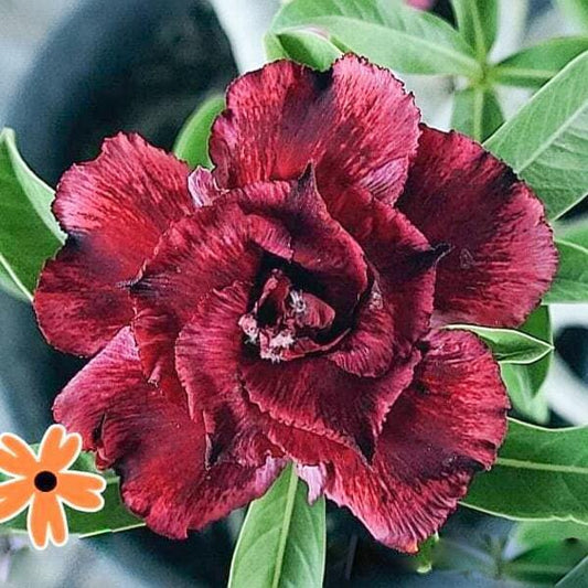 Adenium obesum SIAM-016