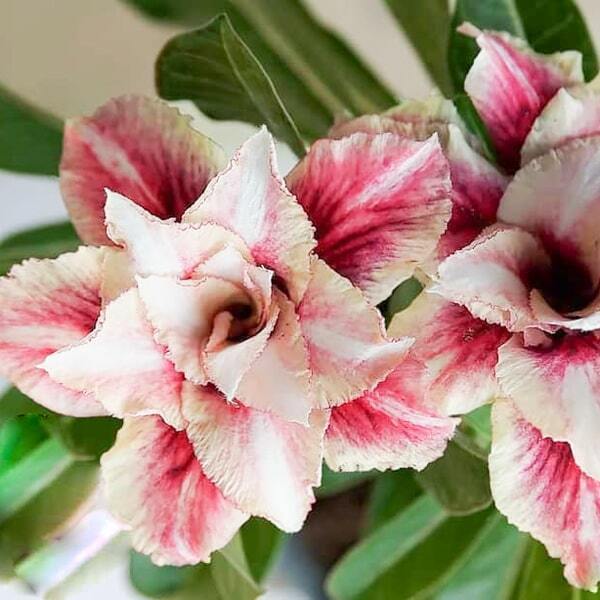 Adenium obesum SIAM-19-007
