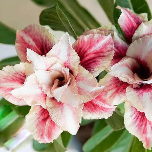 Adenium obesum SIAM-19-007