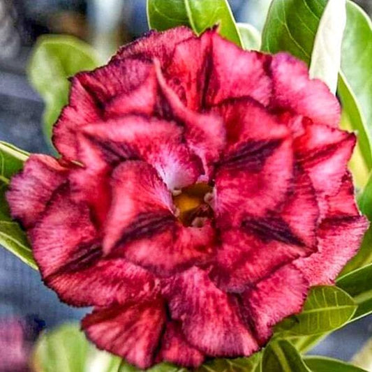 Adenium obesum SIAM-19-011