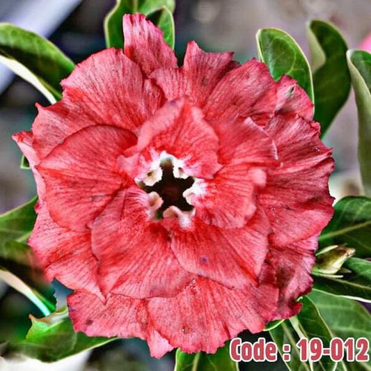 Adenium obesum SIAM-19-012