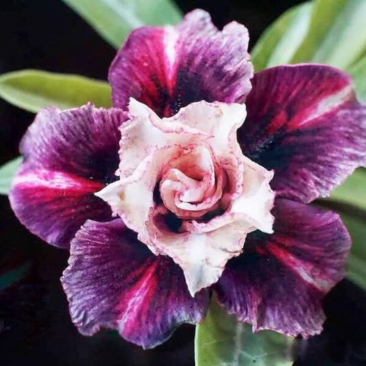 Adenium obesum SIAM-19-017