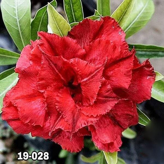 Adenium obesum SIAM-19-1011