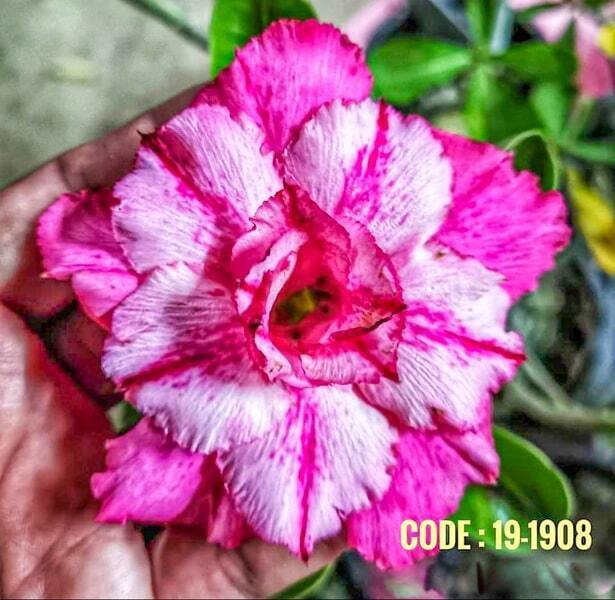 Adenium obesum SIAM-19-1908