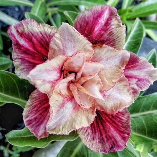 Adenium obesum SIAM-21-001