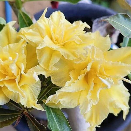 Adenium obesum SIAM-21-002
