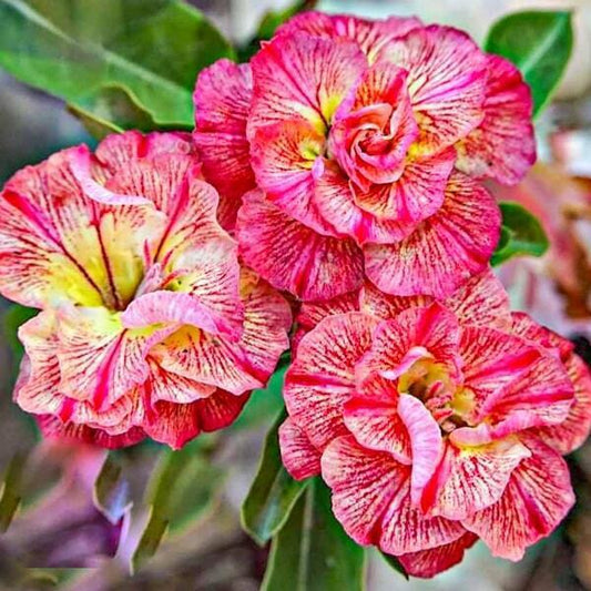 Adenium obesum SIAM-21-004