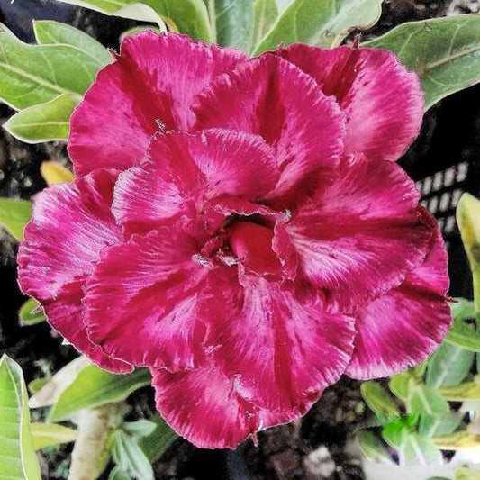 Adenium obesum SIAM-21-005