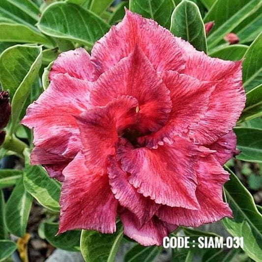 Adenium obesum SIAM-031