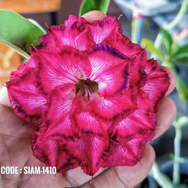 Adenium obesum SIAM-1410