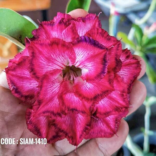 Adenium obesum SIAM-1410