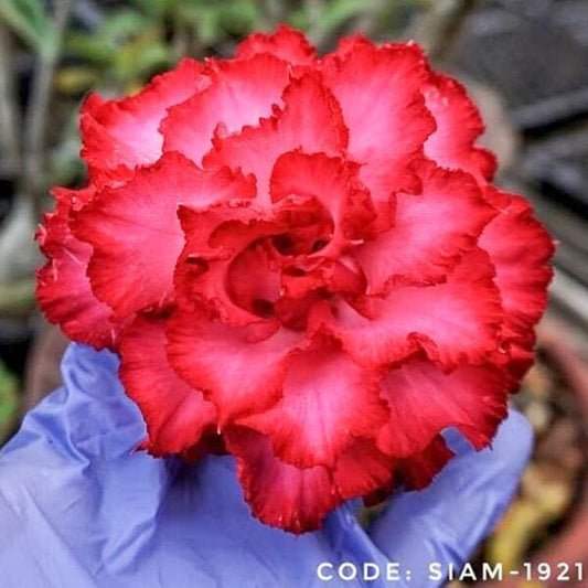 Adenium obesum SIAM-1921-BIG-MAMA