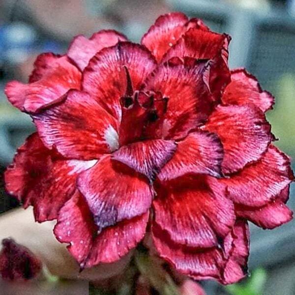 Adenium obesum SIAM-2420