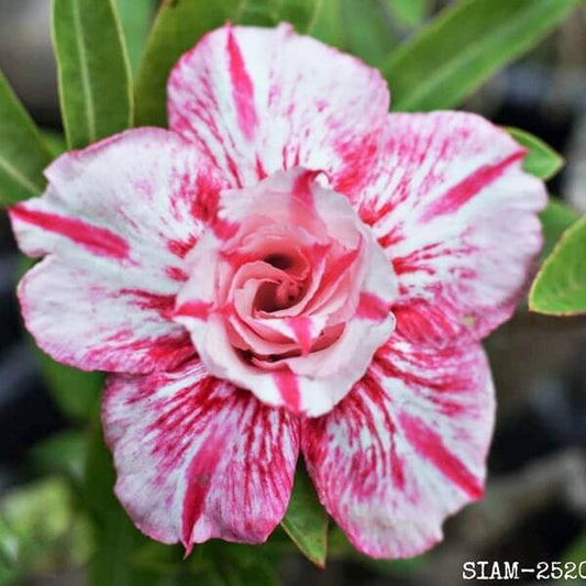 Adenium obesum SIAM-2520