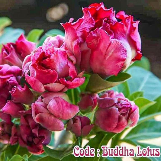 Adenium obesum SIAM-BUDDHA-LOTUS