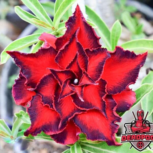 Adenium obesum SIAM-DEADPOOL