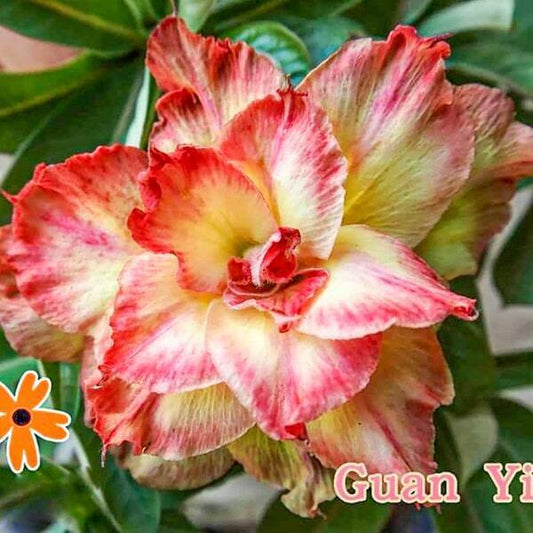 Adenium obesum SIAM-GUAN-YIN