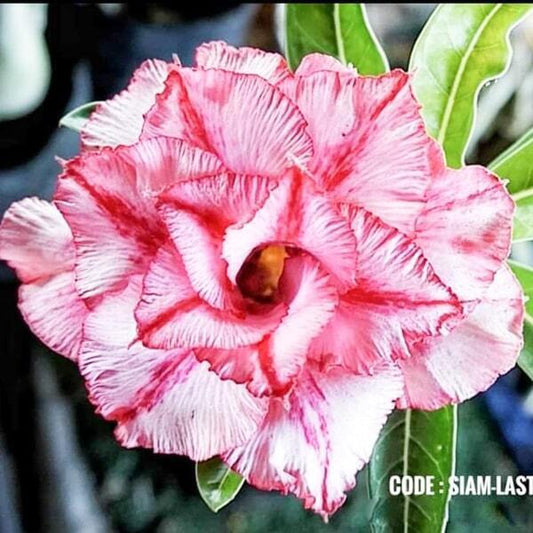 Adenium obesum SIAM-LASTK