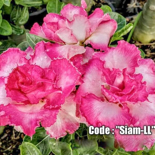 Adenium obesum SIAM-LL