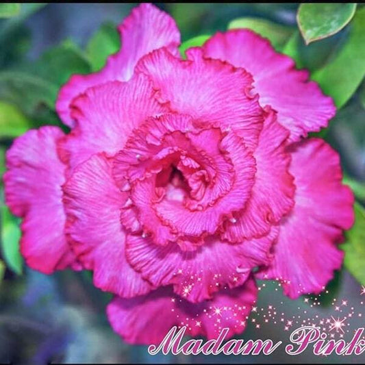 Adenium obesum SIAM-MADAM PINK