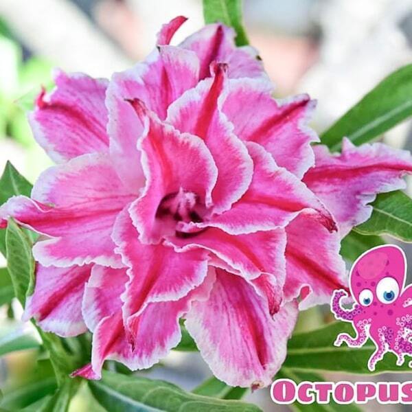 Adenium obesum SIAM-OCTOPUSSY