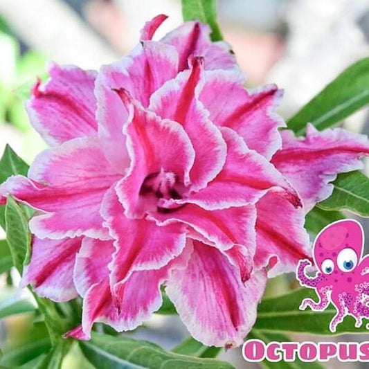 Adenium obesum SIAM-OCTOPUSSY