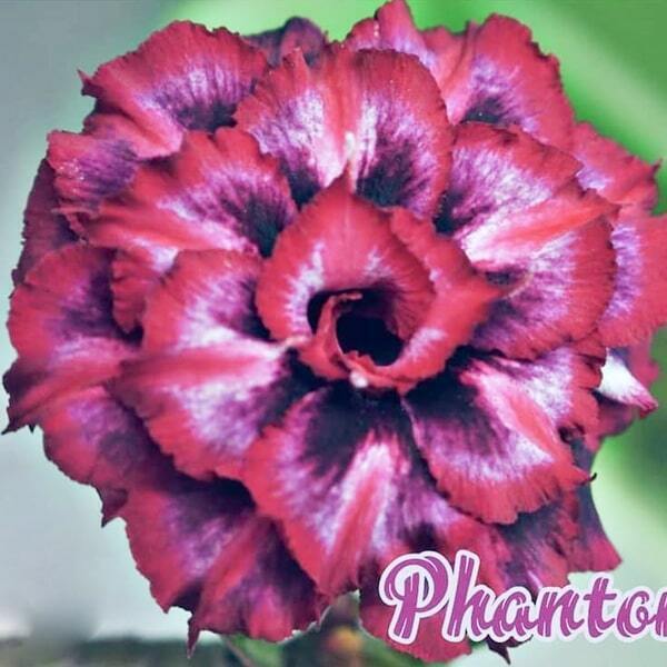 Adenium obesum SIAM-PHANTOM