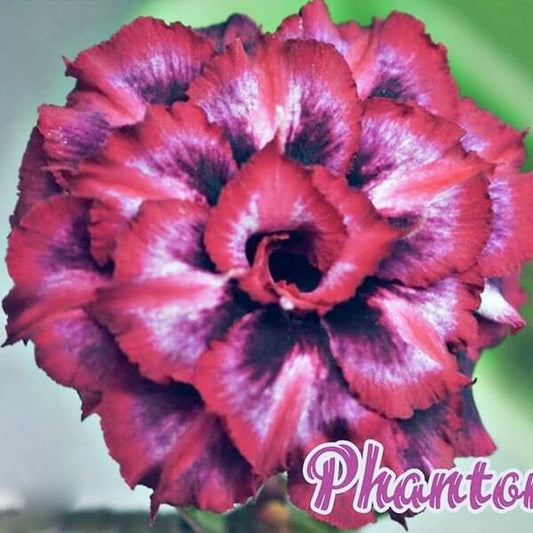 Adenium obesum SIAM-PHANTOM
