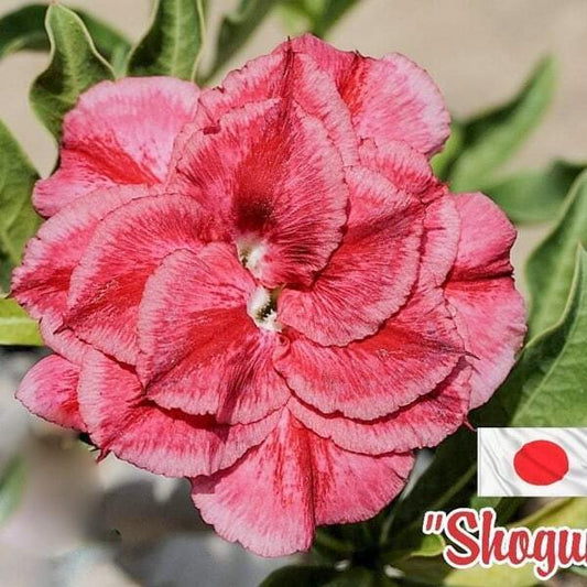 Adenium obesum SIAM-SHOGUN