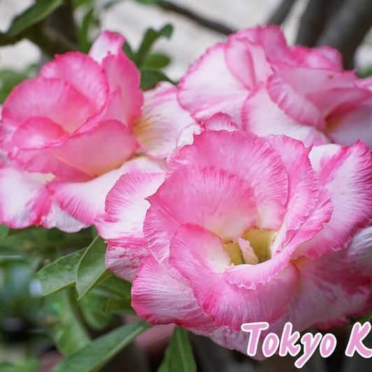 Adenium obesum SIAM-TOKYO-KISSES