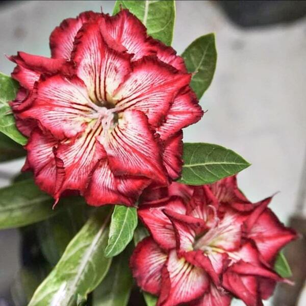 Adenium obesum SIAM-TRIPLE-SOMALENSE