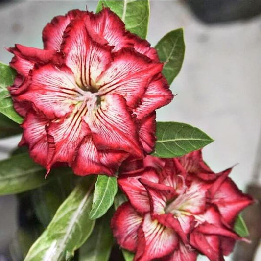 Adenium obesum SIAM-TRIPLE-SOMALENSE