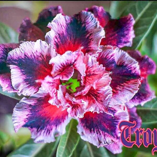 Adenium obesum SIAM-TROY