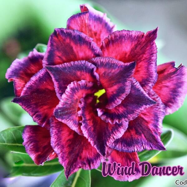 Adenium obesum SIAM-WIND-DANCER-2