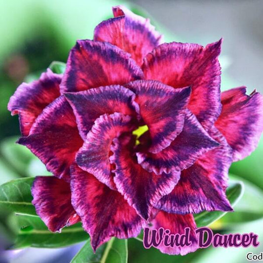 Adenium obesum SIAM-WIND-DANCER-2
