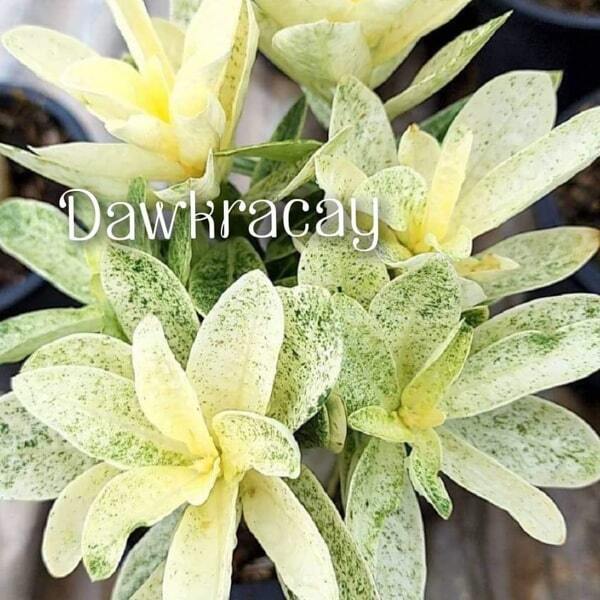 Adenium variegated Dowkracay